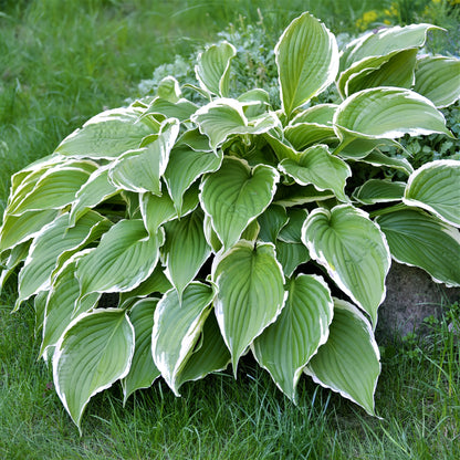 Hosta - Made in the Shade Collection