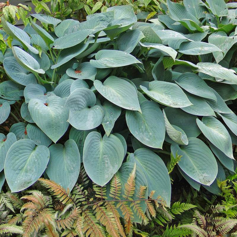 Hosta - Made in the Shade Collection