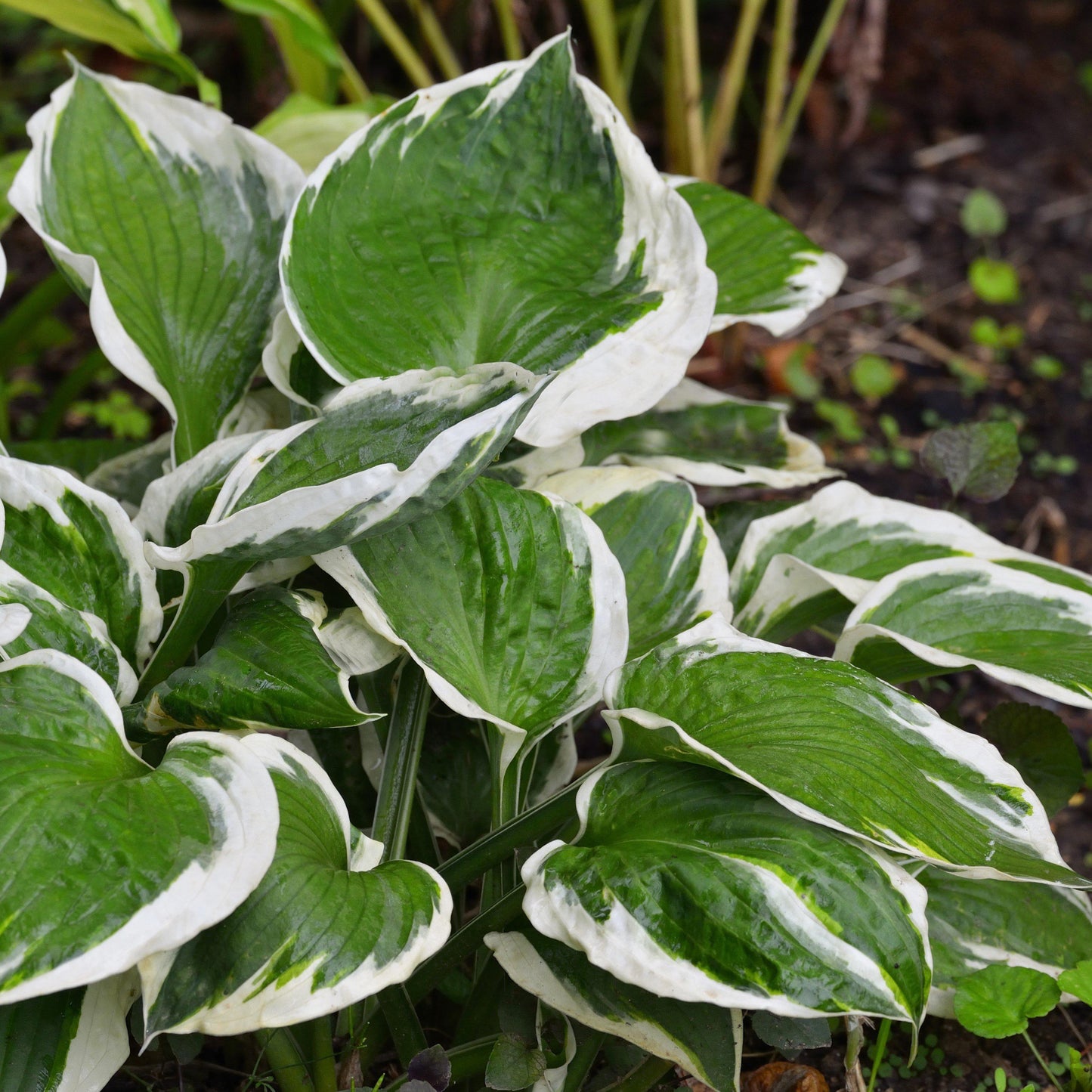 Variegated Hosta