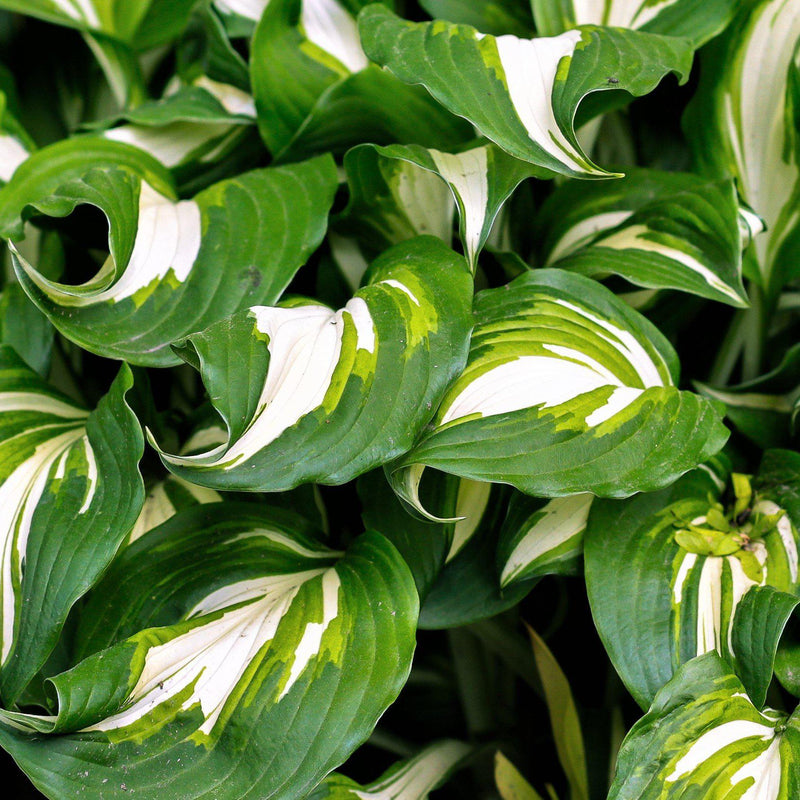 Bold Green Hosta Leaves with a White Stripe down the Middle