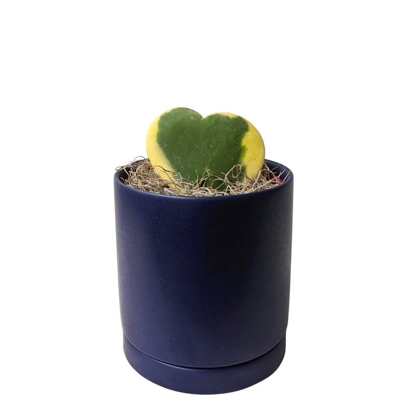 hoya heart houseplant in a blue pot