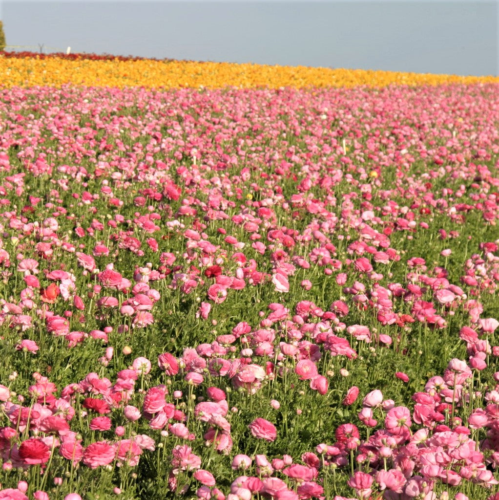 Field of Pink Ranunculus