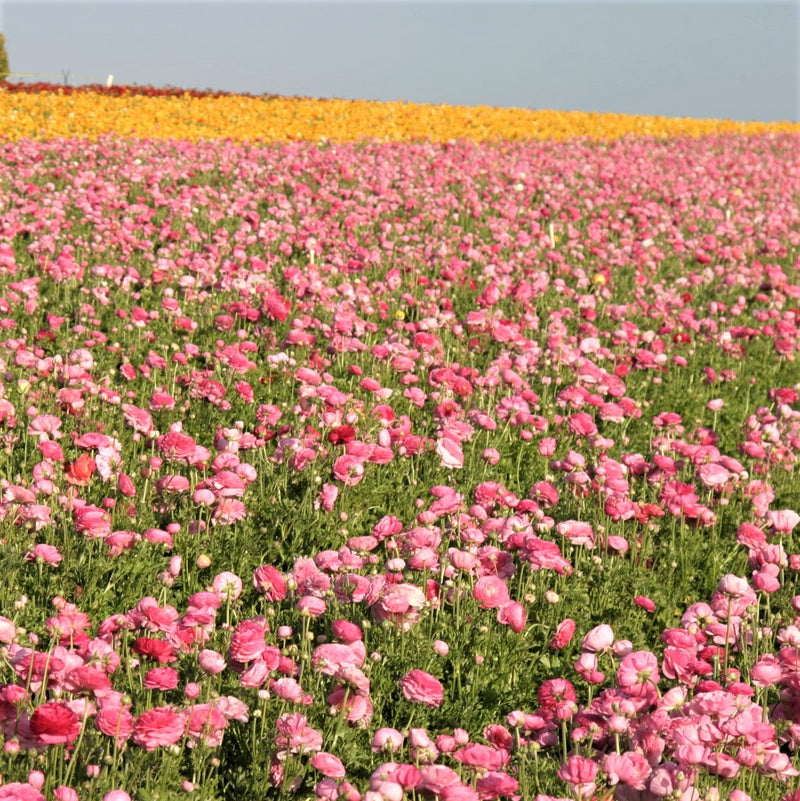 Field of Pink Ranunculus
