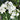 Narcissus - Paperwhite Nir (17+ cm)