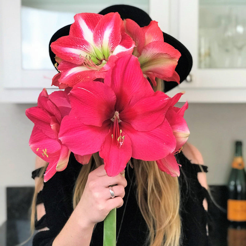 Bouquet of Amaryllis Pink Surprise