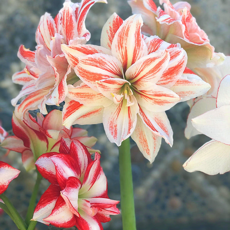 Varied Red and White Amaryllis Flowers