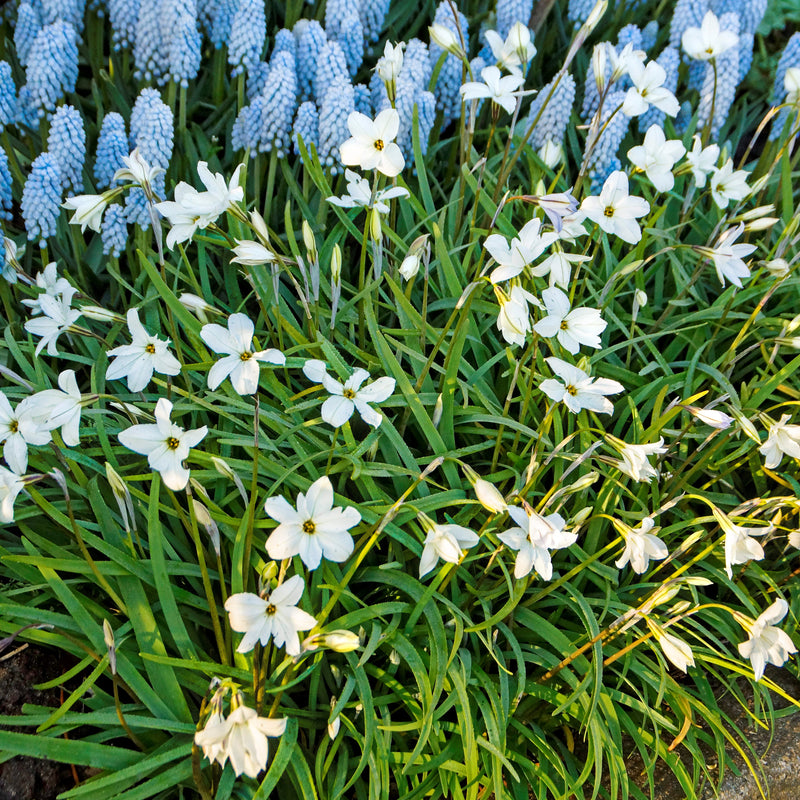 A Patch of White Starflower Blooms