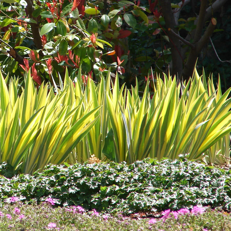 Iris Pallida - Aurea Variegata Yellow