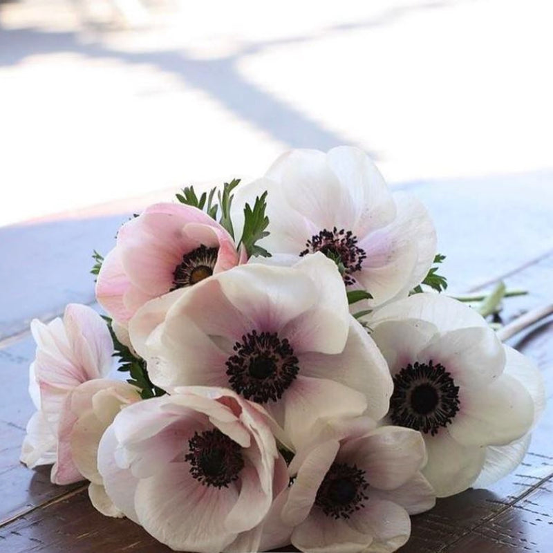 white to blush pink italian anemone bianco centro nero