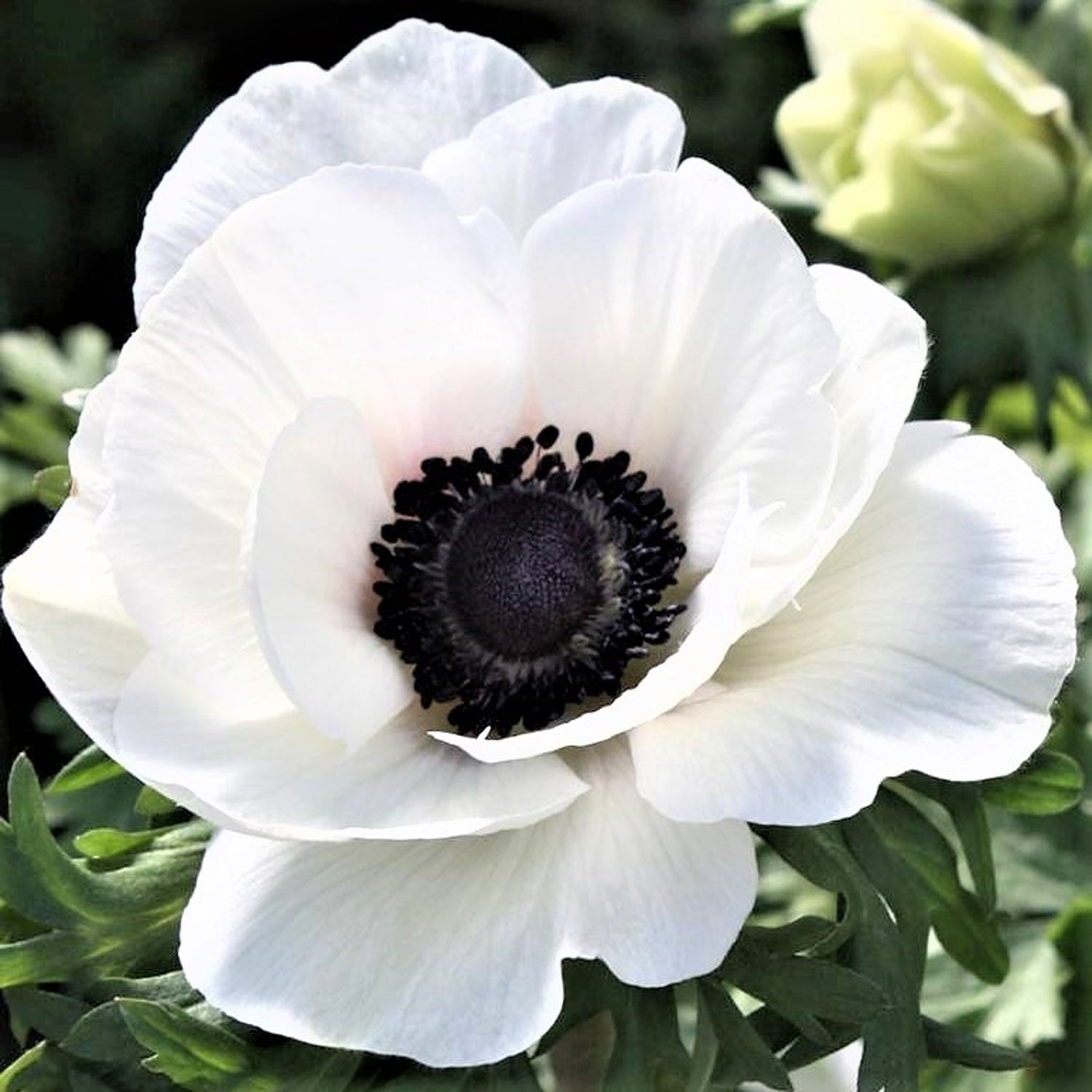 white anemone flower seeds Italian Anemone
