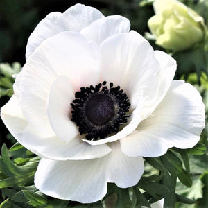 white bianco italian anemone bloom