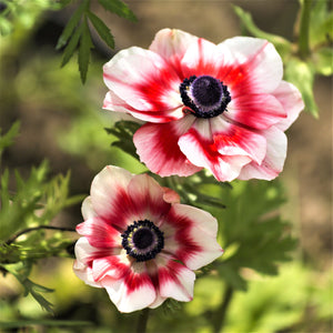 Gorgeous white and red Italian Anemone Mistral Plus Bicolore Duo