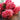 pink minerva italian ranunculus