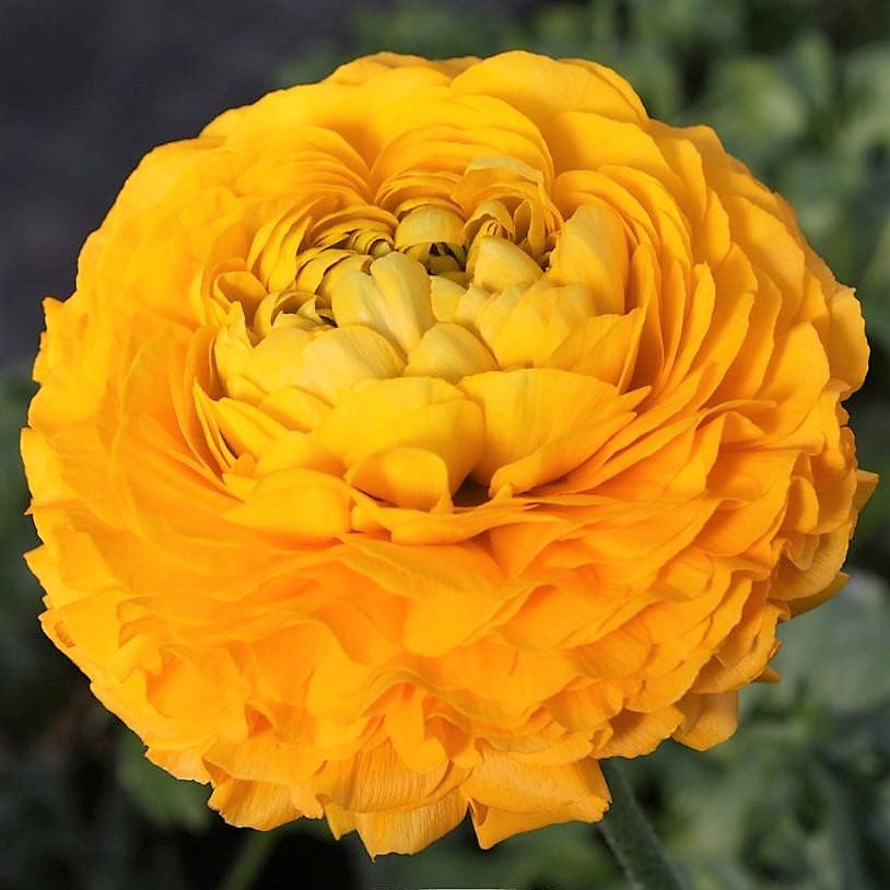 Yellow Italian Ranunculus Bloom