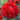 Bold Red Pon-Pon Draco Italian Ranunculus