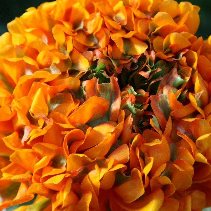 Italian Ranunculus Cloni Pon-Pon Garfield