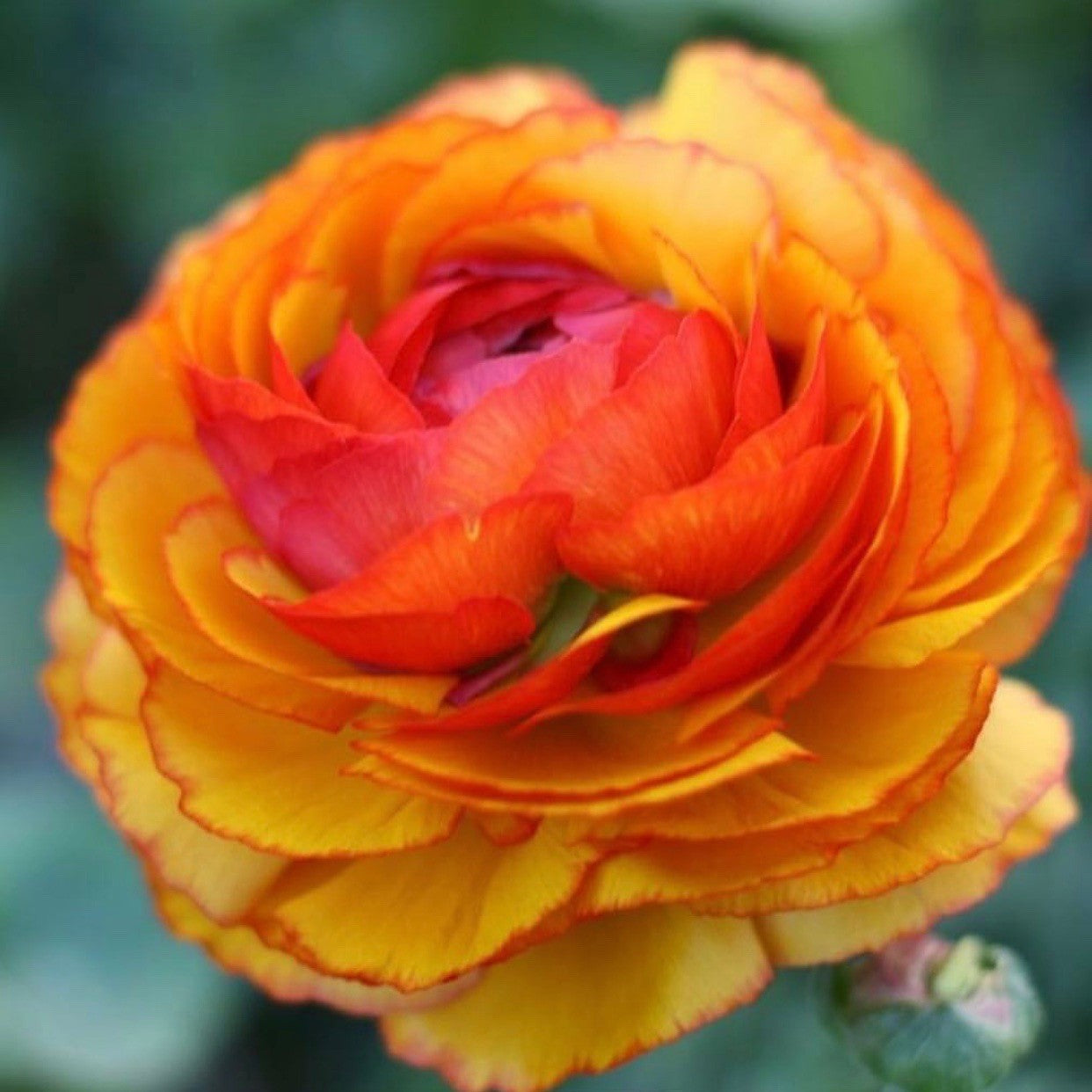 Italian Ranunculus - Cloni Success Ole