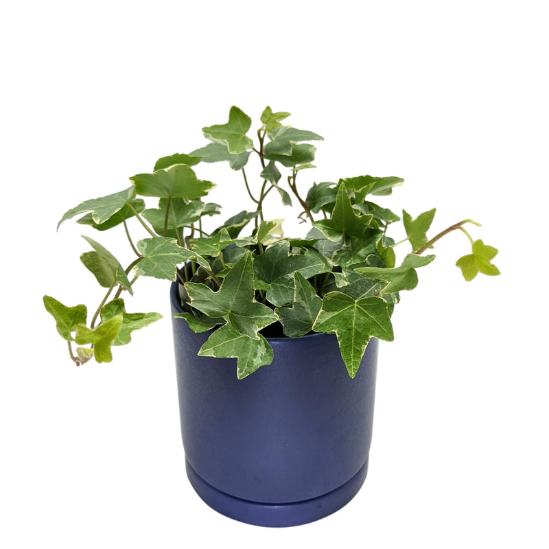 Ivy - Variegated Houseplant