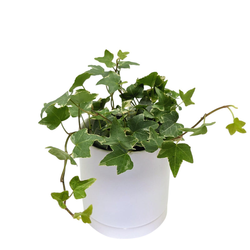Ivy - Variegated Houseplant