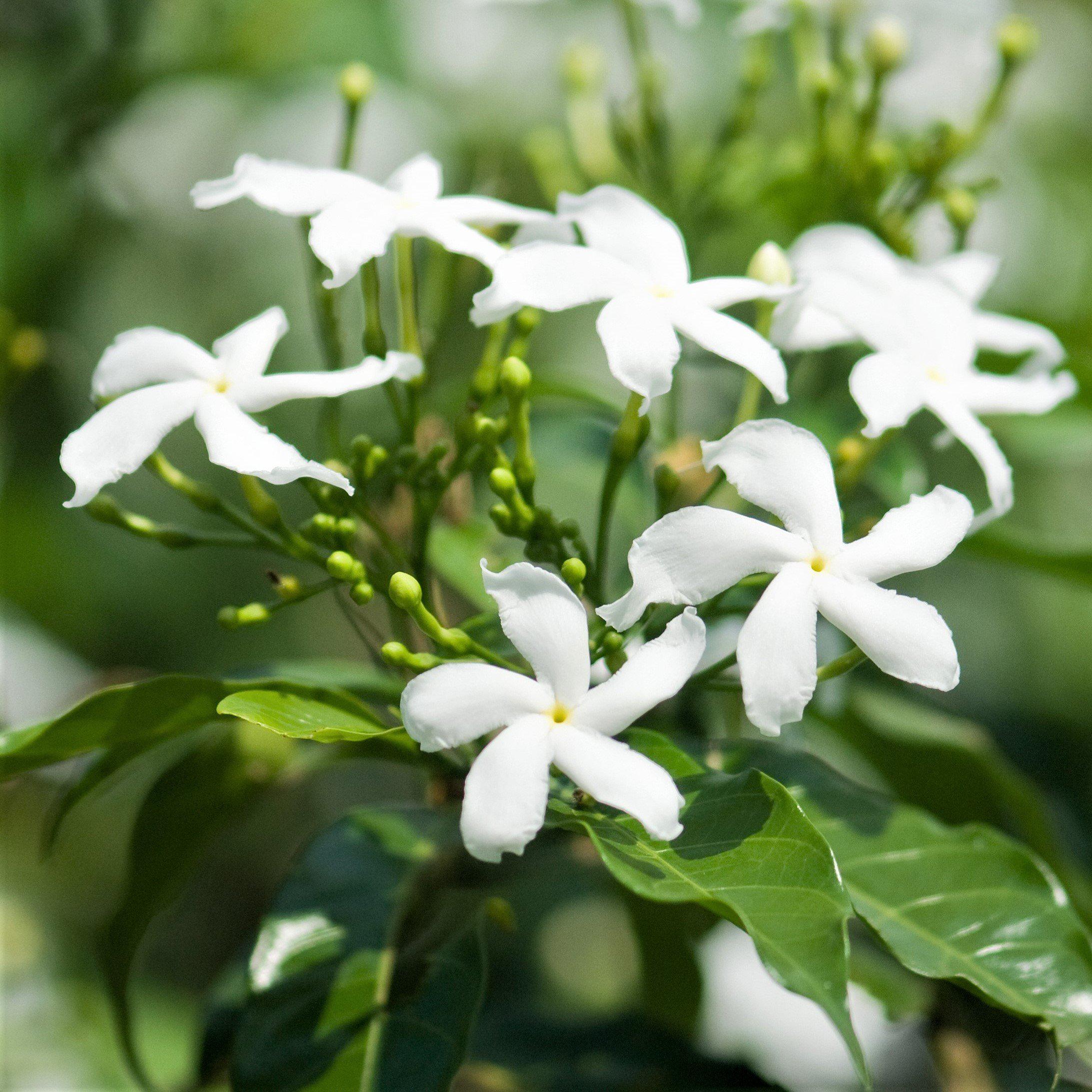 helikopter Borger forsvinde White Potted Jasmine Plant For Sale | Jasmine Star (Fragrant) – Easy To  Grow Bulbs
