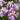 Japanese Iris Harlequinesque - striking white and violet flowers