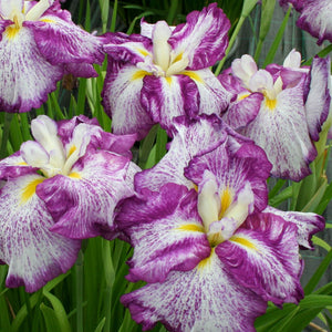 Japanese Iris Harlequinesque - striking white and violet flowers