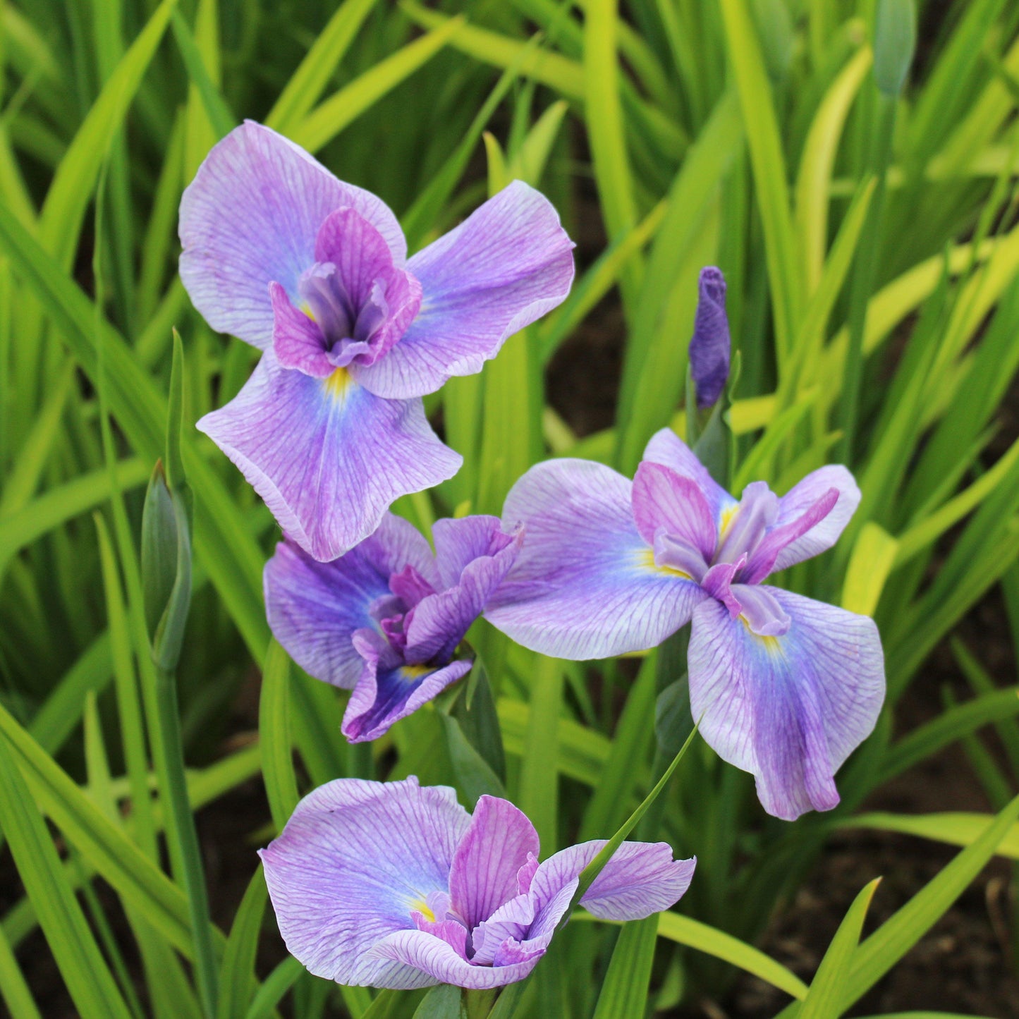 Cluster of Japanese Iris Geisha Girl