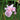 Single Pink Flower within Japanese Iris Zen Garden Mix