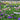 Field of Japanese Iris Zen Garden Mix