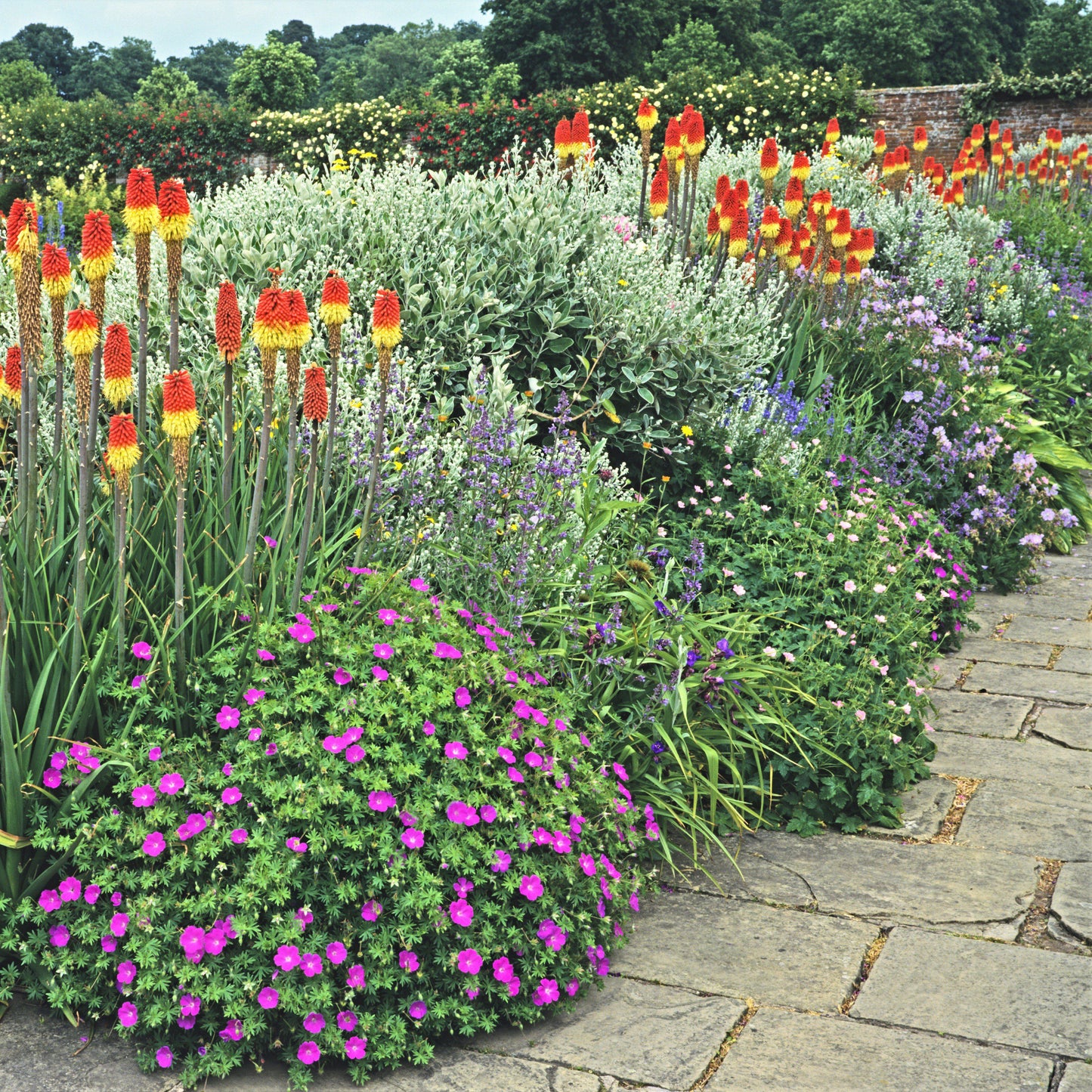 kniphofia traffic lights in garden