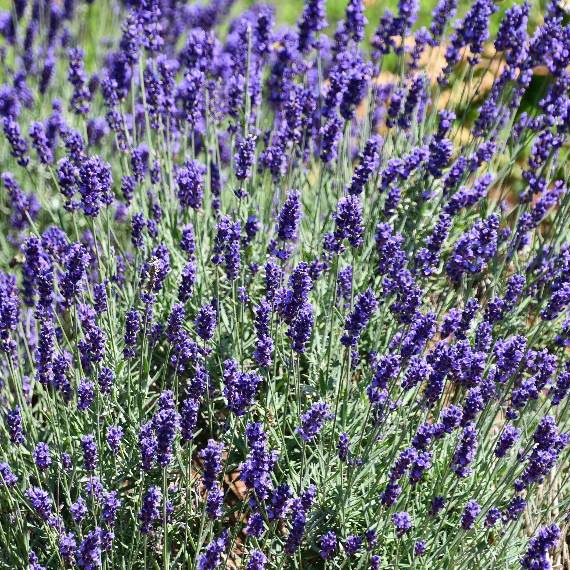 Superblue English Lavender, Lavandula