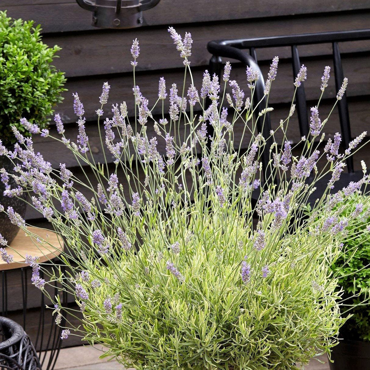 cuidado monstera deliciosa Lavandula Lavender Platinum Blonde Plants