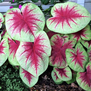 Caladium Lemon Blush, With its wide leaves of chartreuse, highlighted with splashy rose red hearts