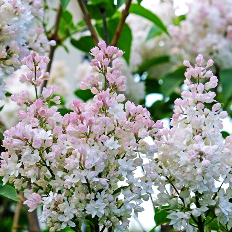 Lovely White and Pink Beauty of Moscow Lilac