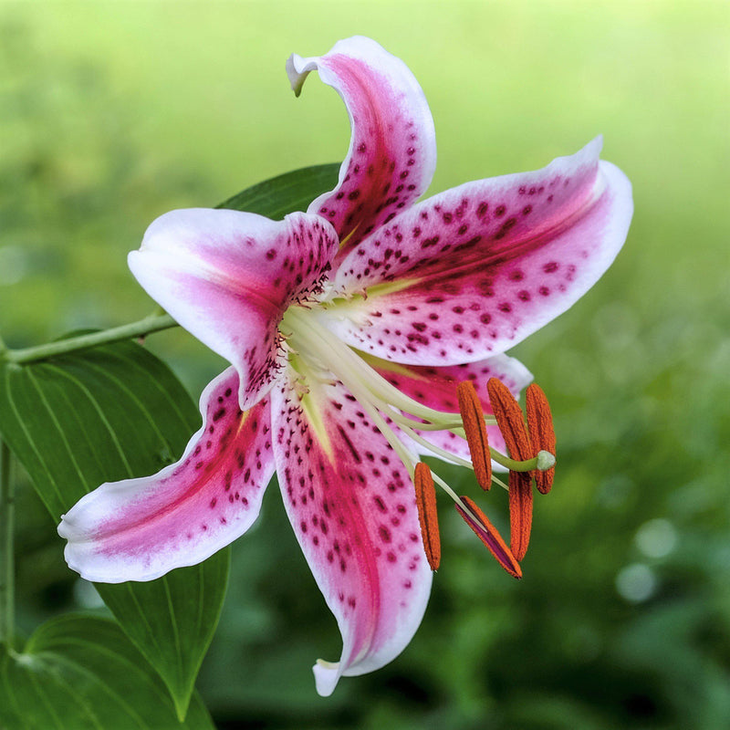 Spellbinding Freckles Stand Out Against the Deep Pink Petals of the Stargazer Lily 