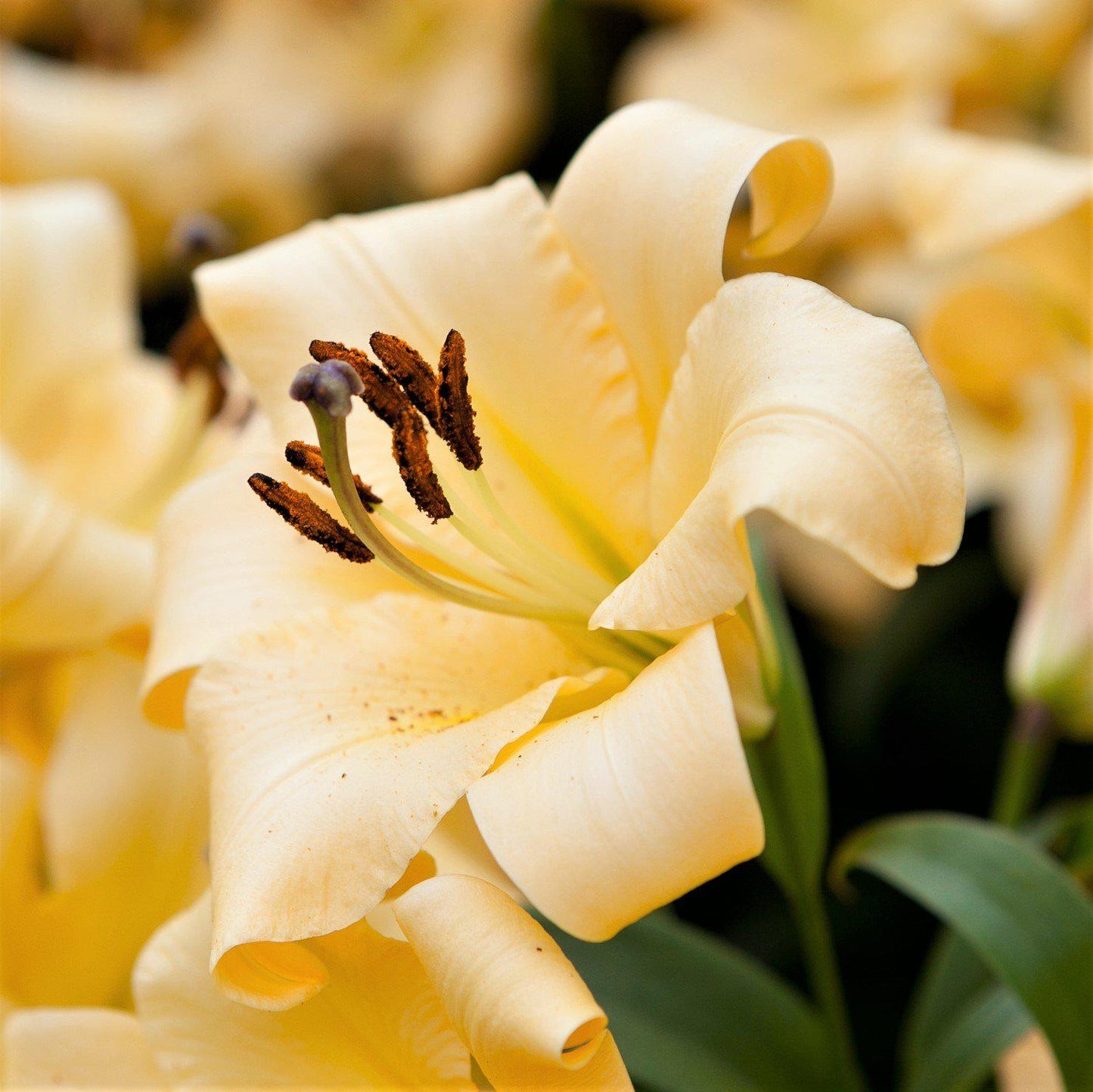 Cheery, Peach Hued Bloom of the "Saltarello" Orienpet Lily