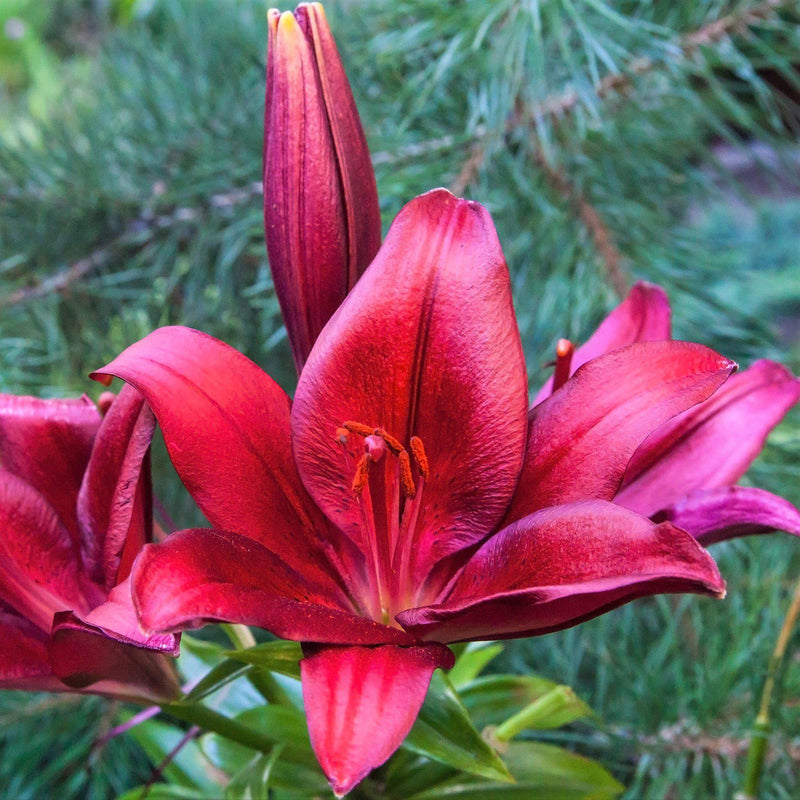 The huge, satiny blooms of Orienpet Red Desire have a golden sheen that elevates it from beautiful to exceptional!