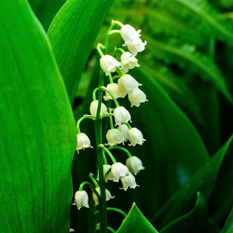 Delicate White Lily of the Valley Flowers