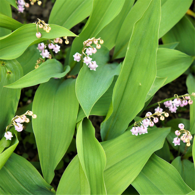 Lily of the Valley with Delicate Pink Flowers 