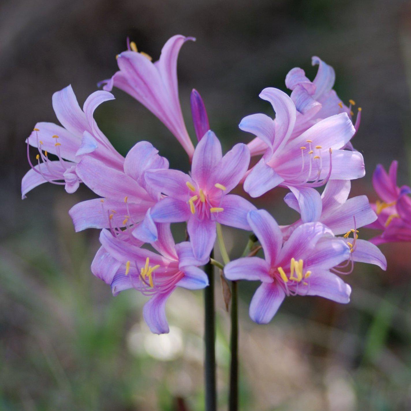 pink spider lily bulbs Lycoris