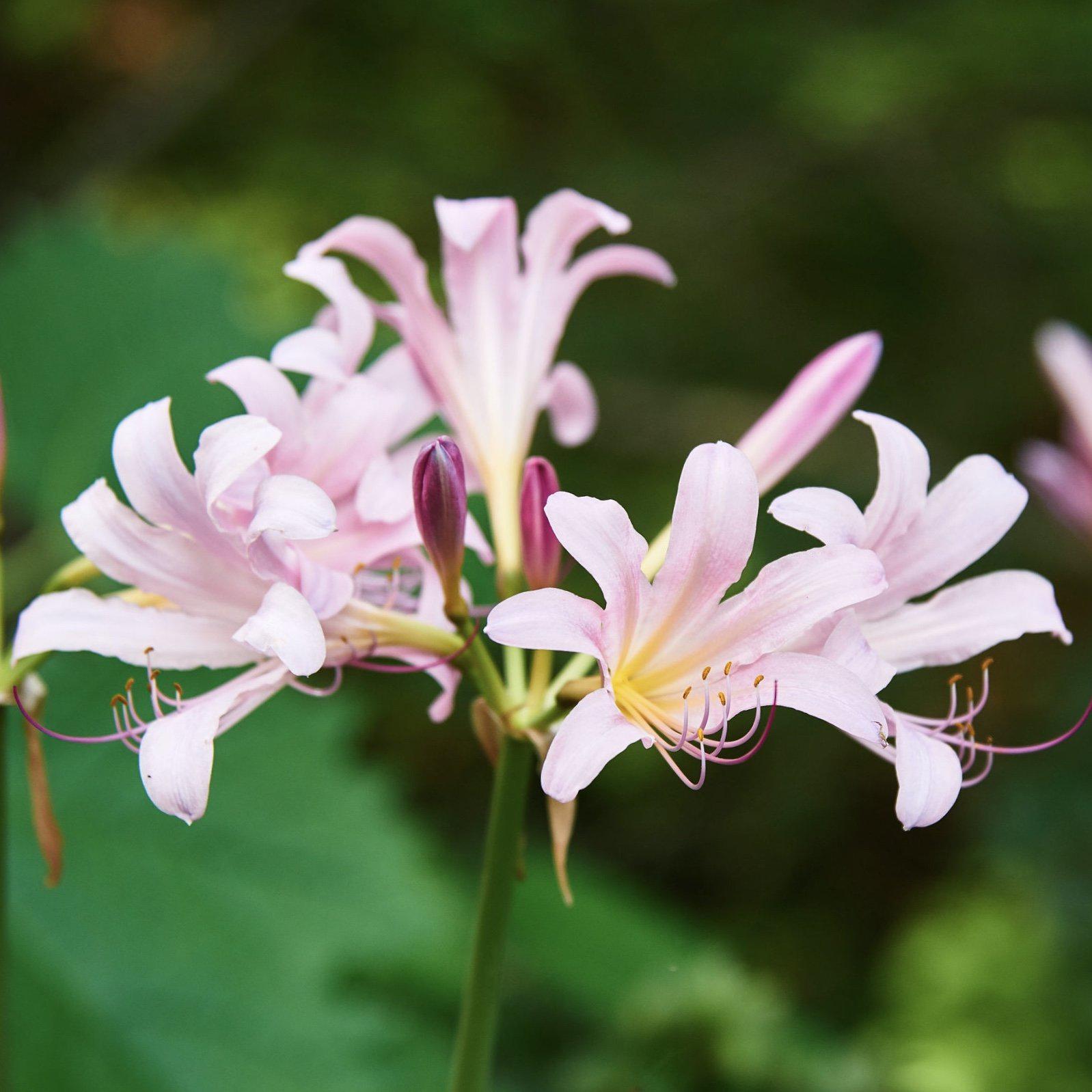 pink spider lily plant Lycoris