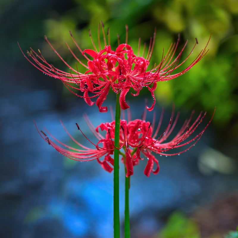 Two Red Lycoris Flowers
