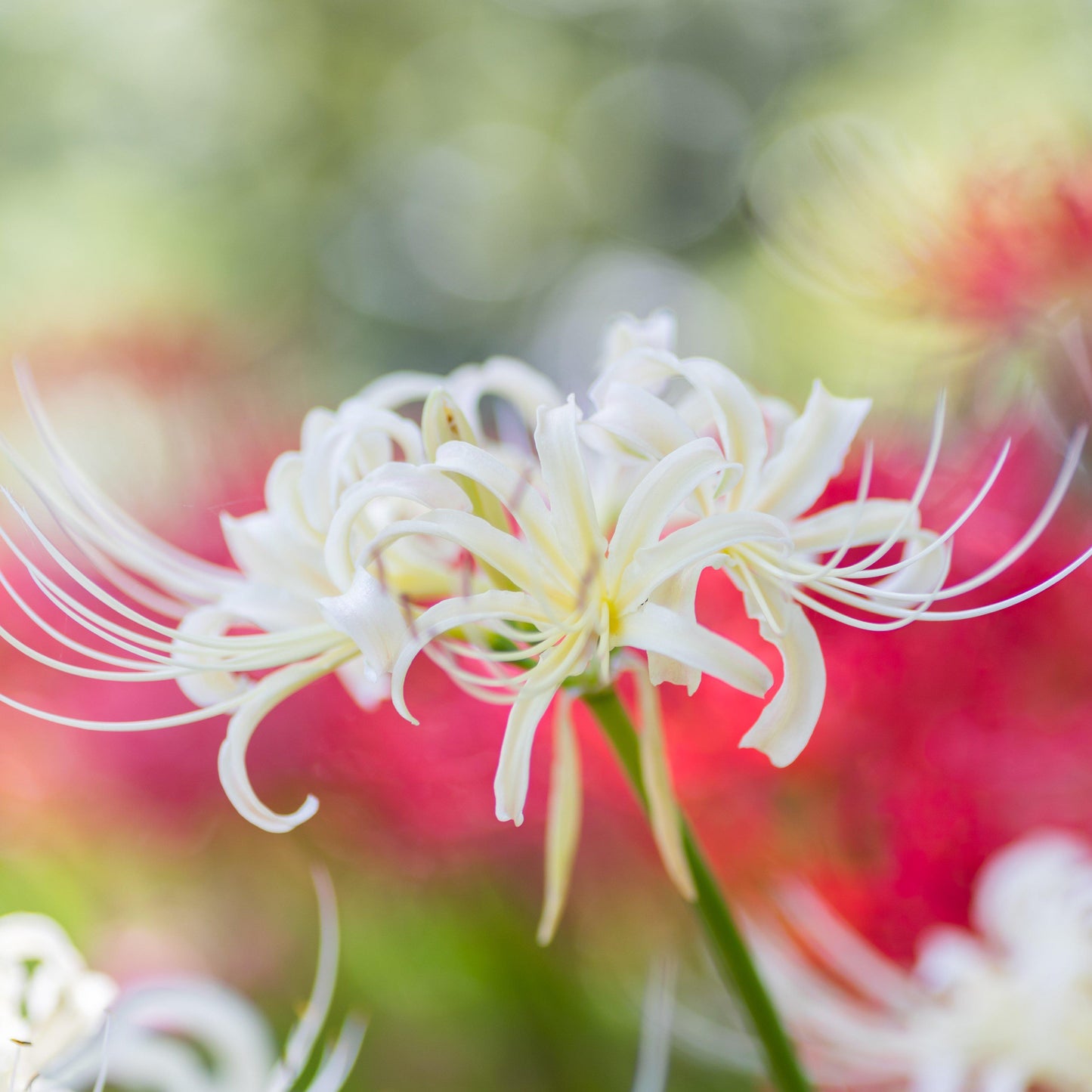 White Spider Flower Bulb for Sale