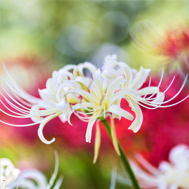 White Lycoris Flowers