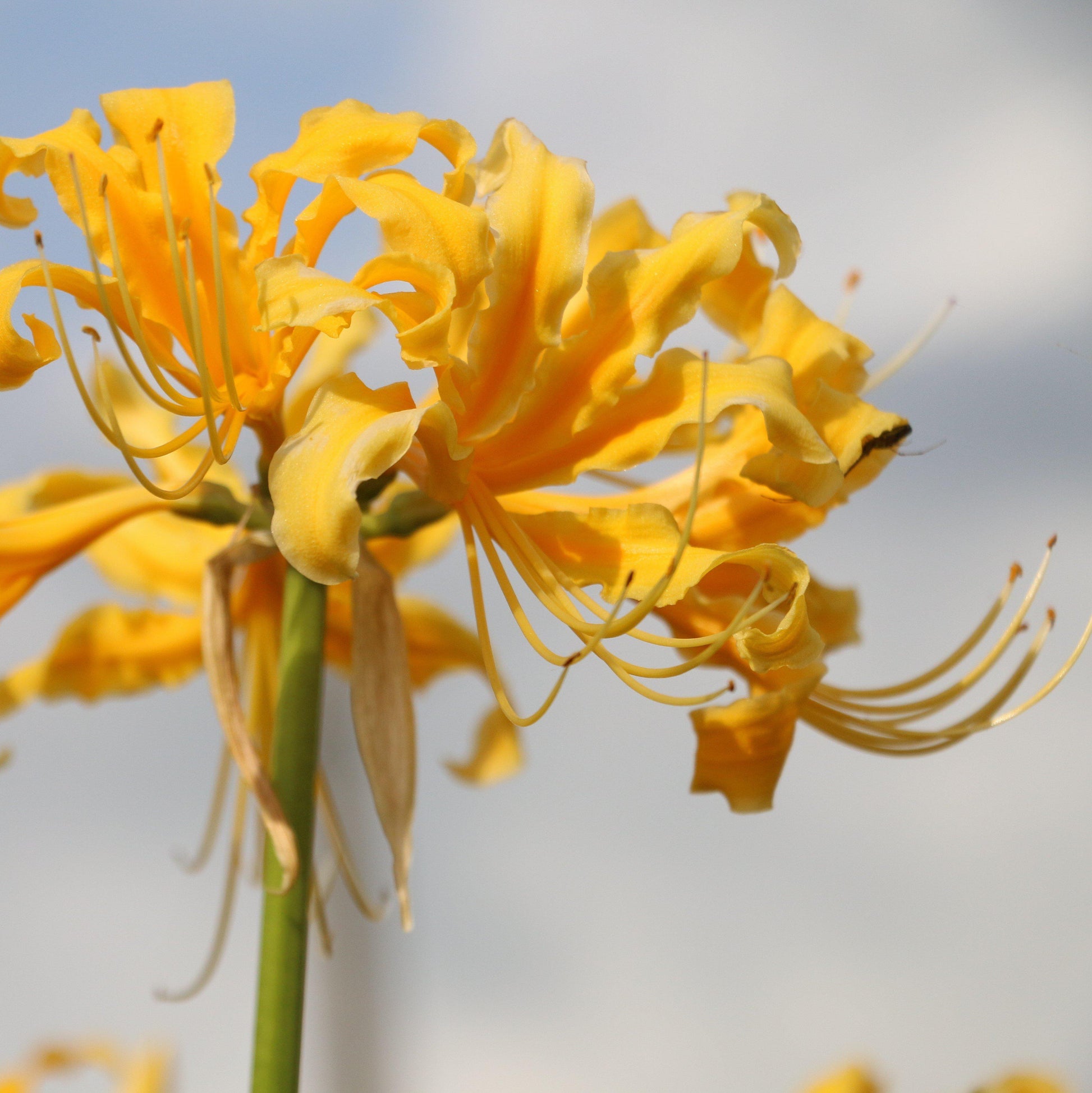 Yellow Lycoris Spider Lily Bulb
