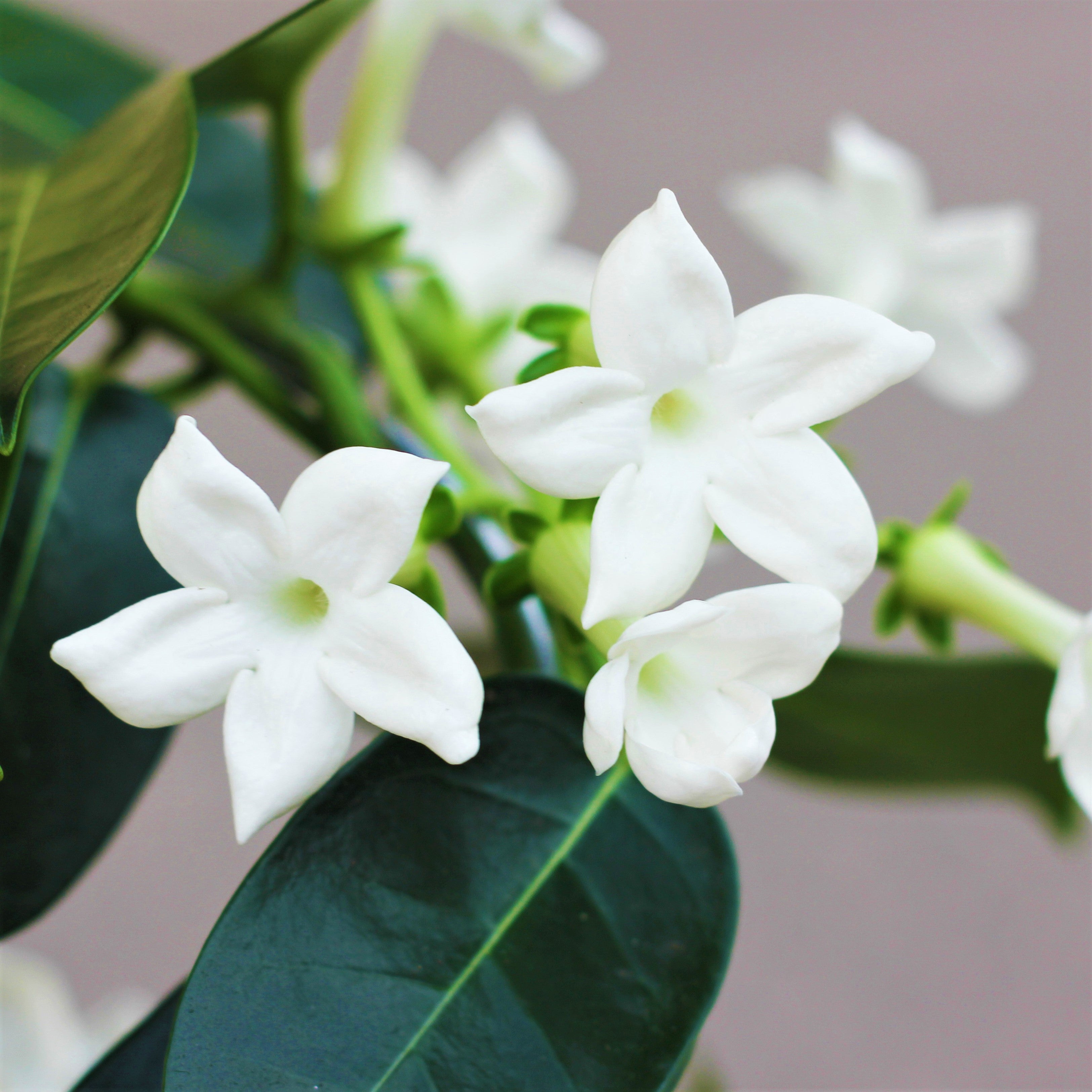 Stephanotis Floribunda stephanotis-floribunda