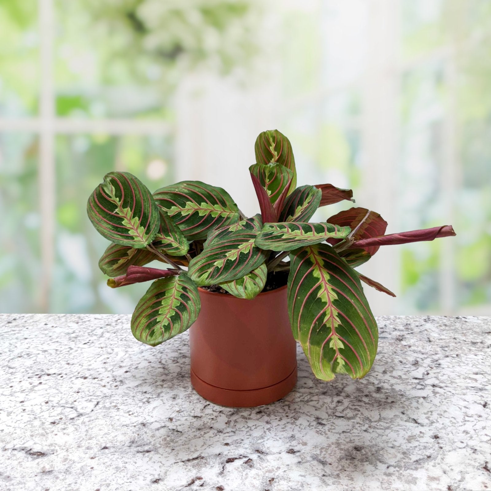 red prayer plant name Maranta