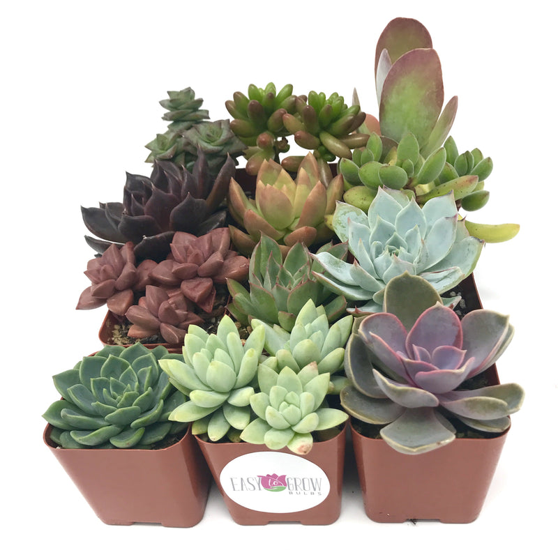 Multiple succulents in 2 inch pots medley mix