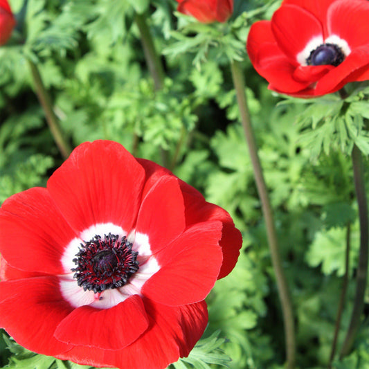 Anemone Mistral Rosso Flowers