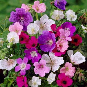 A Beautiful Combo of Pink, Purple, and White Geranium Blooms